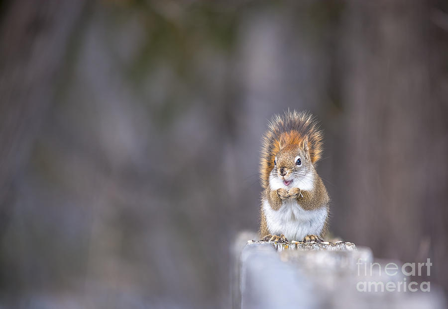 Smiling Red Squirrel Photograph by Cheryl Baxter
