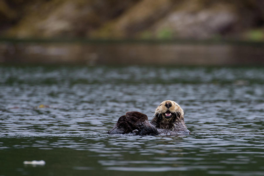 smiling sea otter