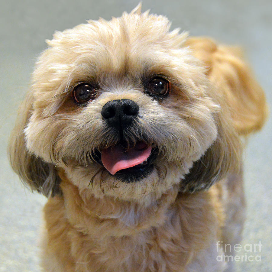 Smiling Shih Tzu Dog Photograph by Catherine Sherman