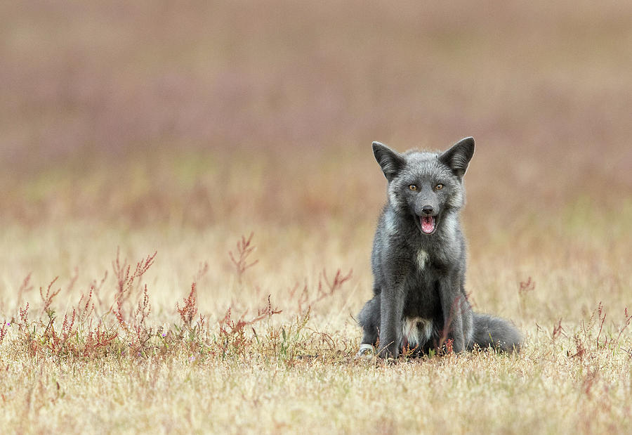 Smiling Silver Fox Photograph by Max Waugh
