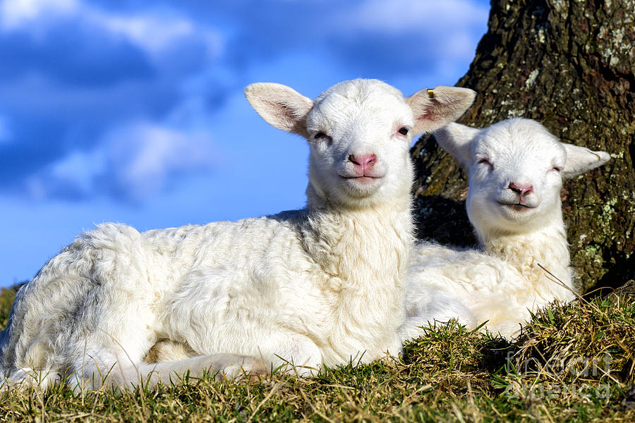 Lamb Photograph - Smiling Spring Lambs  by Thomas R Fletcher