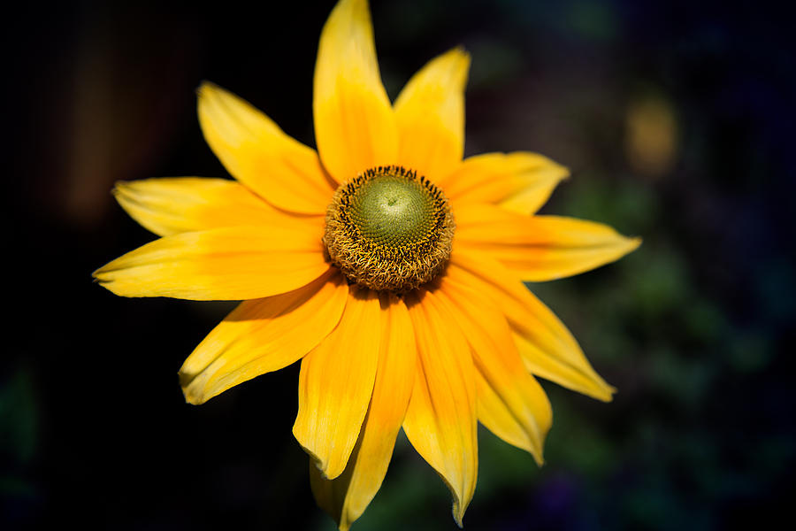 Nature Photograph - Smiling Sun by Milena Ilieva