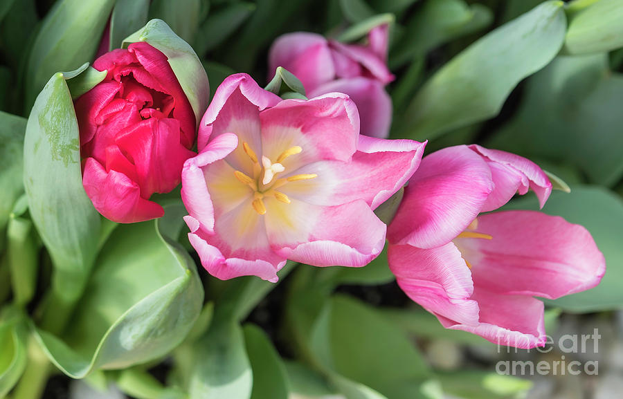 Smiling Tulips Photograph by Cathy Donohoue