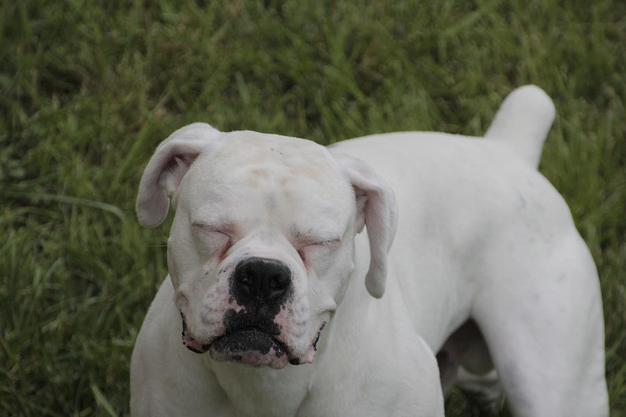 White Boxer Dog with Eyes Closed  Photograph by Valerie Collins