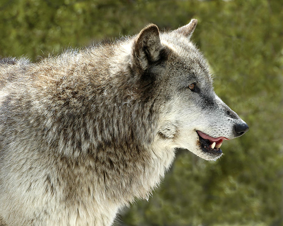 Smiling Wolf Photograph by Scott Read