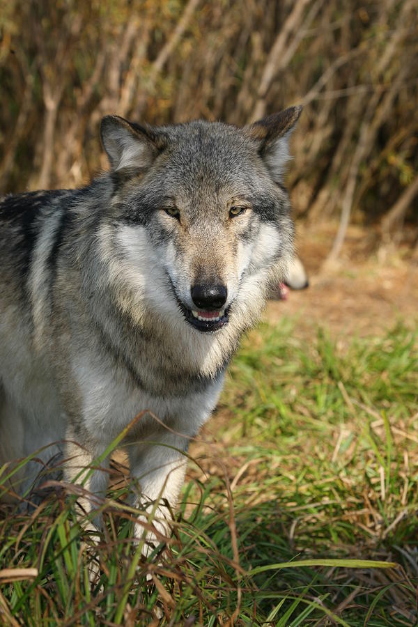 Smiling Wolf Photograph by Shari Jardina
