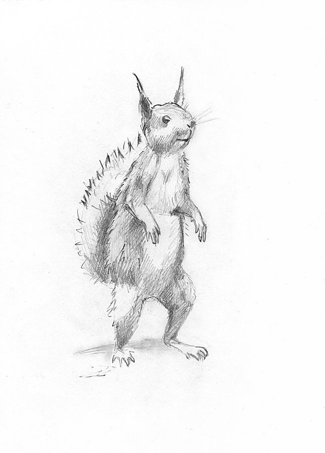 Smiling Squirrel Drawing by Masha Batkova