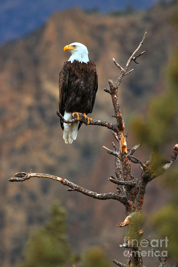 Smith Rock Bald Eagle Photograph by Adam Jewell