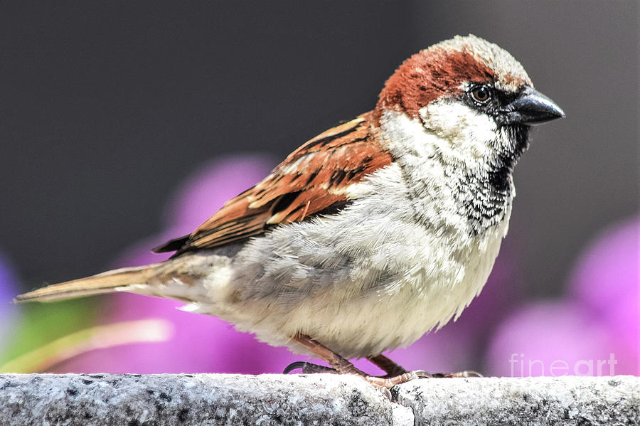 Smithsonian House Sparrow Photograph by Mary Ann Artz