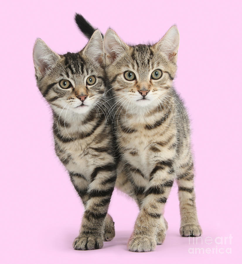 Smitten Kittens in Synchrony Photograph by Warren Photographic
