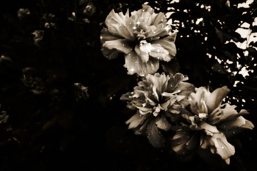 Smoke Flowers Enchanted Photograph by Marisela Mungia