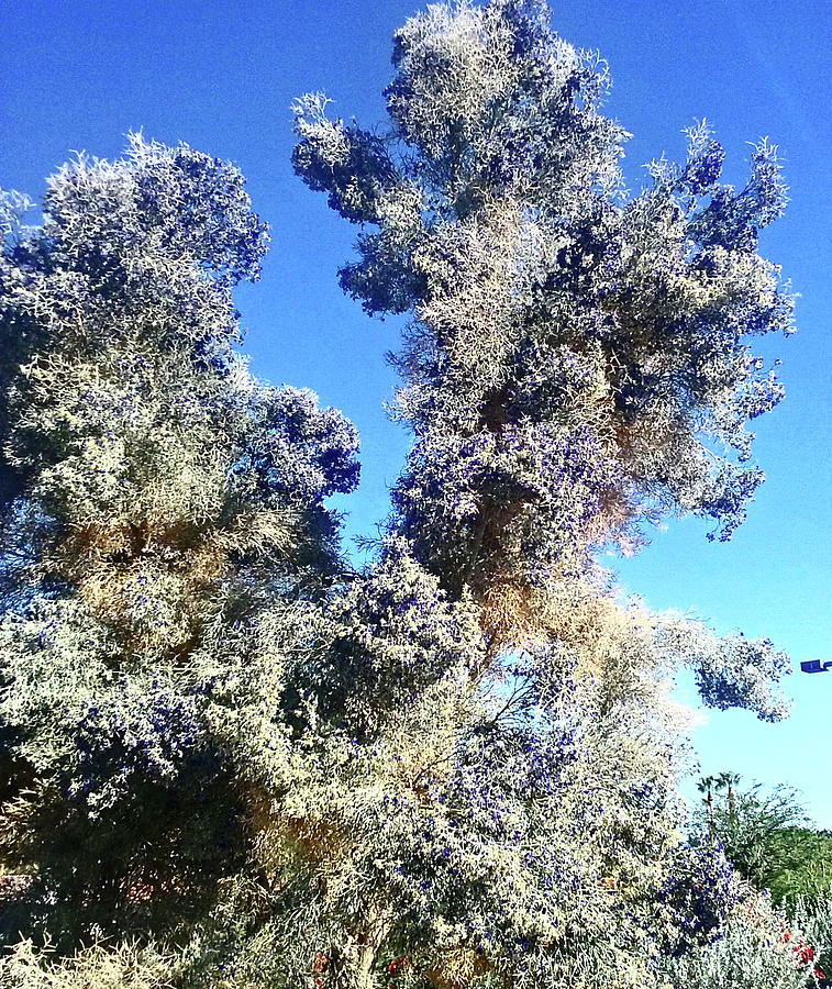 Smoke Tree In Bloom With Blue Purple Flowers Photograph by Jay Milo