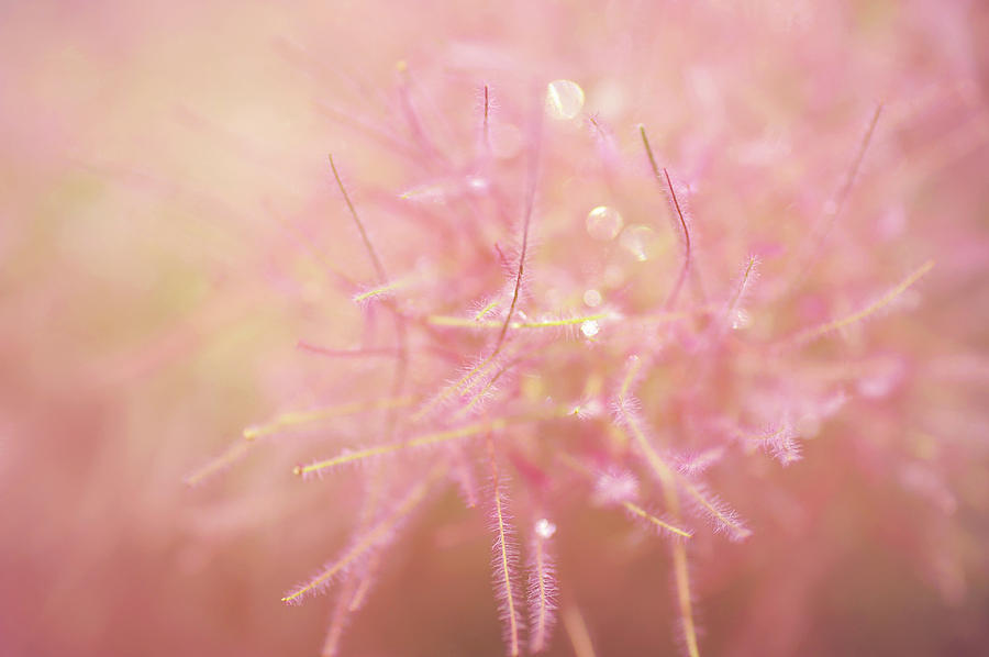 Tree Photograph - Smoke Tree Pink Bloom by Jenny Rainbow