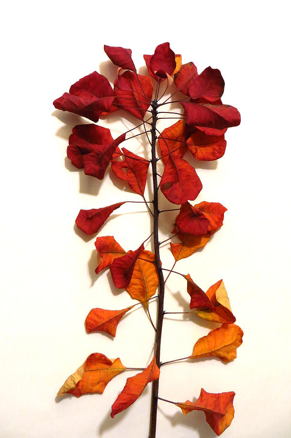 Smokebush Leaves in October Photograph by Mike Solomonson