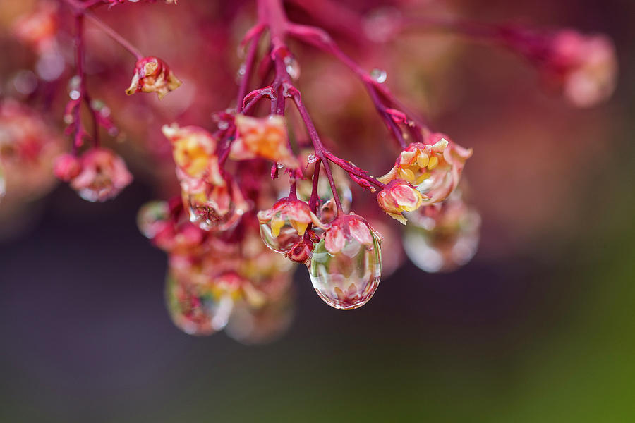 Smoketree in the Rain Photograph by Robert Potts