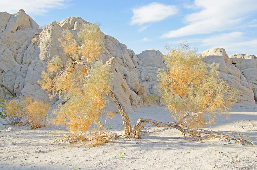 Desert Photograph - Smoketree by Lee Scott