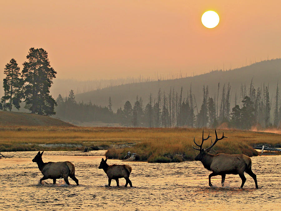 Smokey Elk Crossing Photograph by Wesley Aston