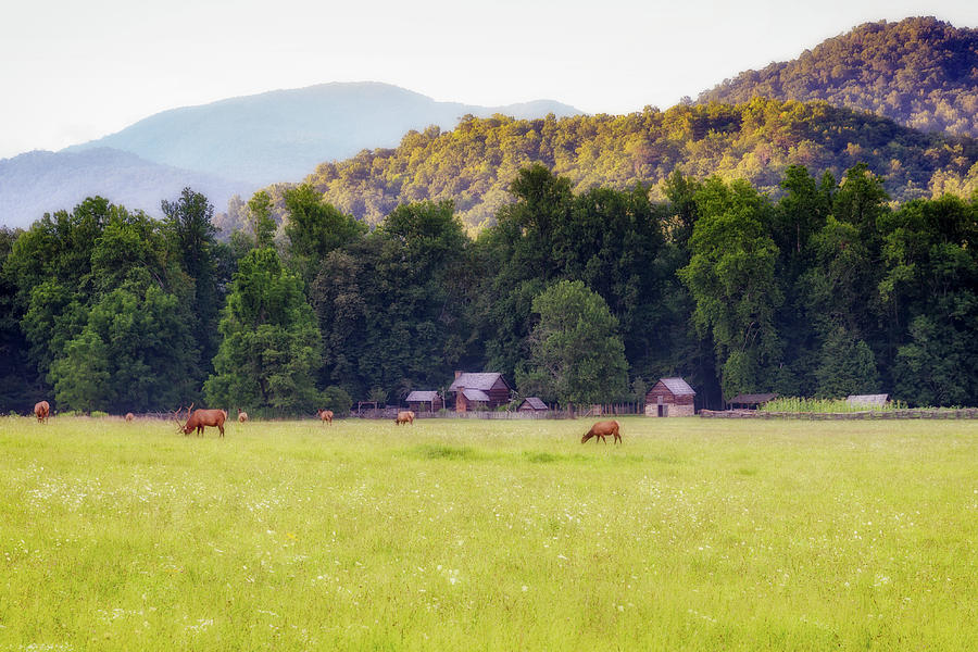 Smokey Mountain Elk Photograph by Todd Ryburn