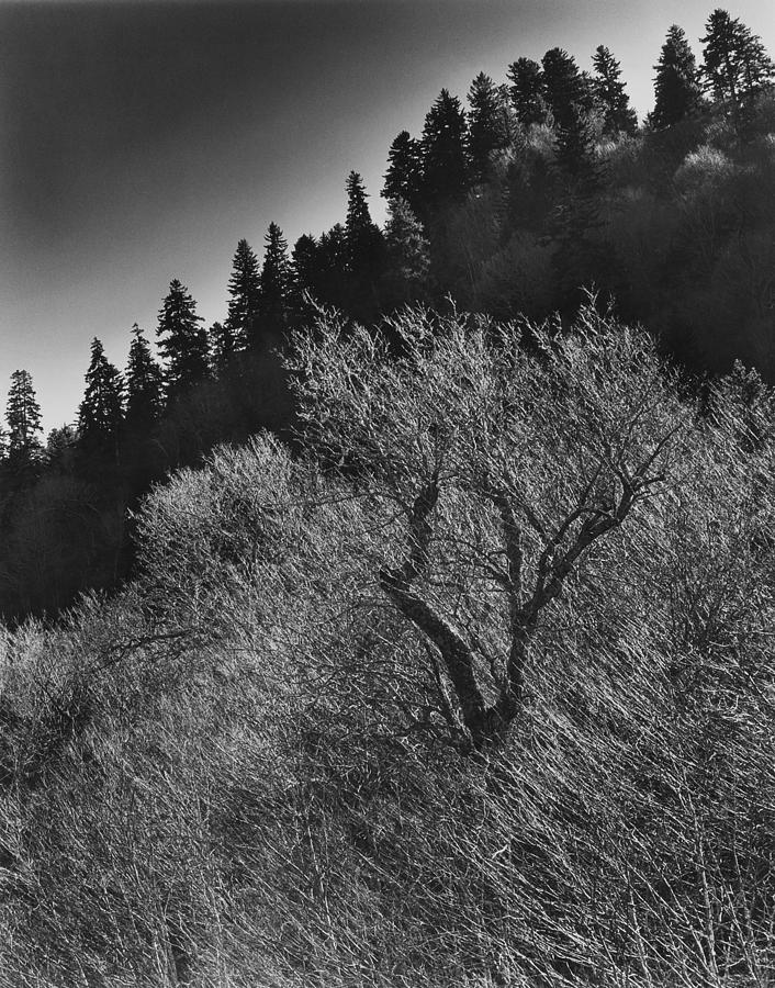 Smokey Mountain Ridge Photograph by John Gilroy