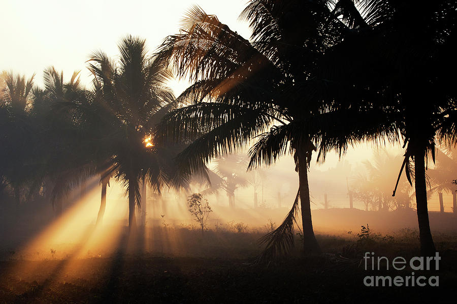 Smokey Palms Photograph by Tim Gainey