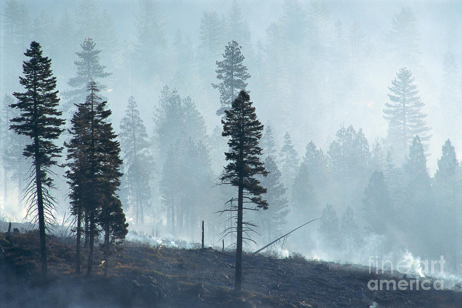 Smokey Trees Photograph by Greg Vaughn - Printscapes