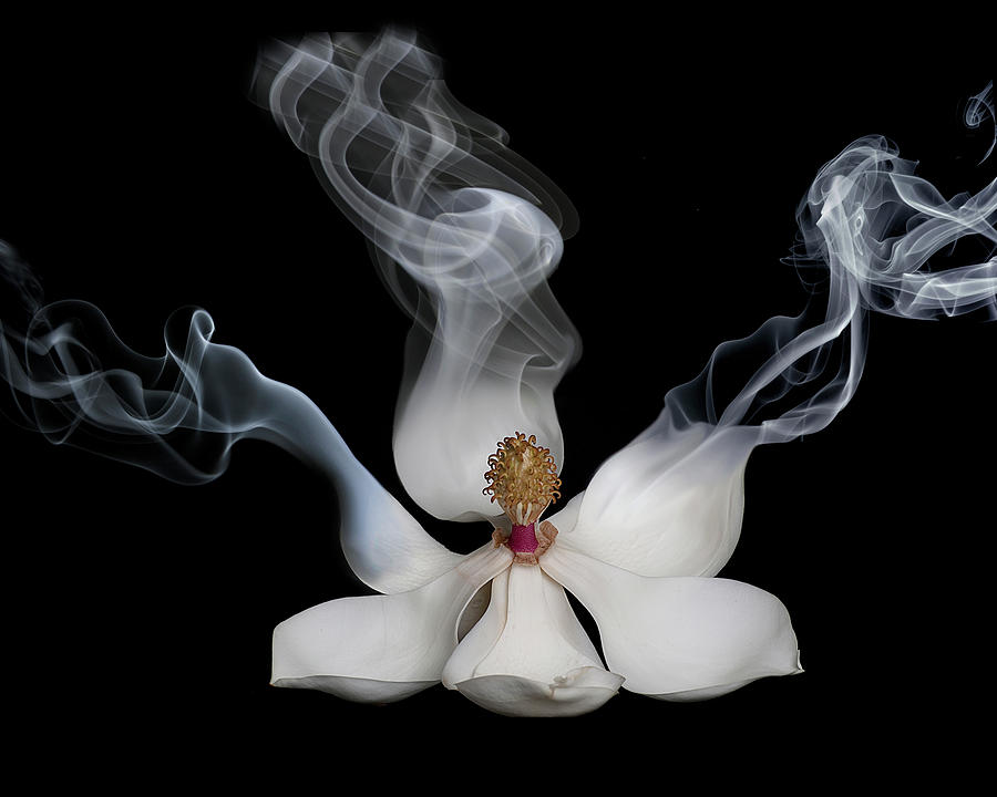 Smokin Magnolia Photograph by Lori Hutchison