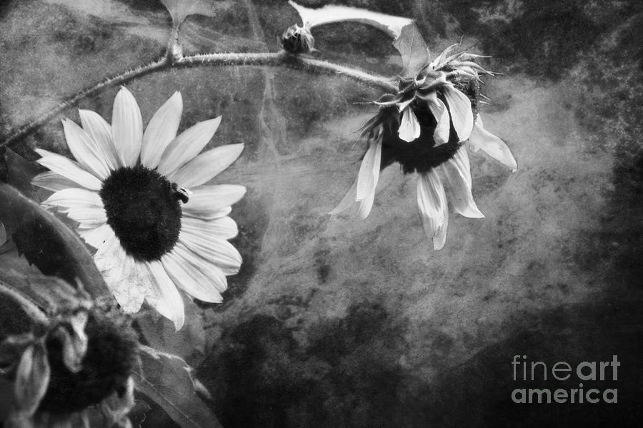 Smoking Sunflowers Photograph By Sari Sauls Fine Art America