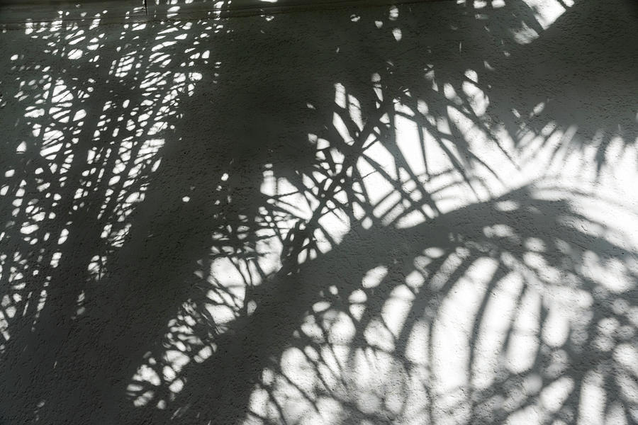Smoky Gray Shadows - Biophilic Palm Patterns Photograph by Georgia Mizuleva