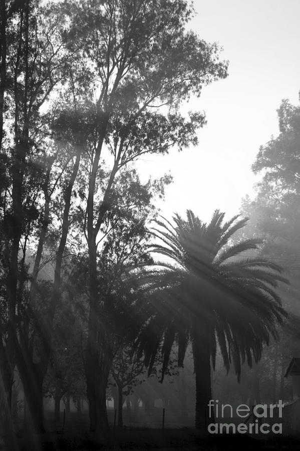 Smoky Morning Trees Photograph by Balanced Art