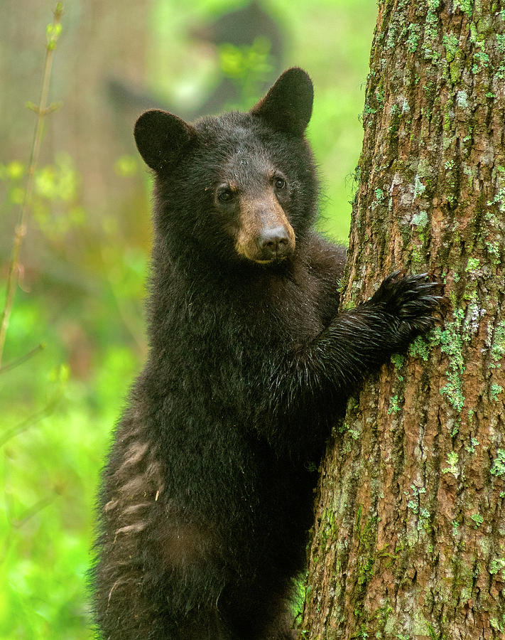 smoky mountain stuffed bear