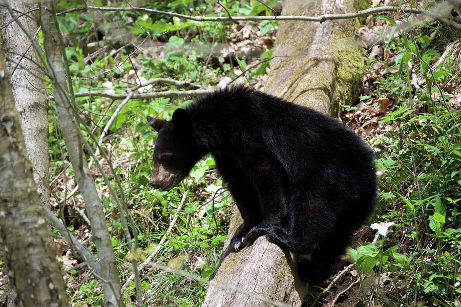 Smoky Mountain Black Bear Cub Photograph by Thomas Cannon - Pixels