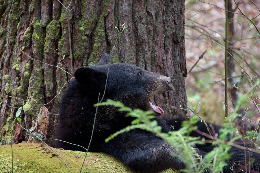 Smoky Mountain Black Bear Yawning Photograph by Thomas Cannon - Pixels