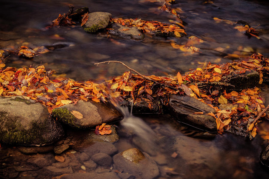 Smoky Mountain Creek in Fall Photograph by Teri Virbickis