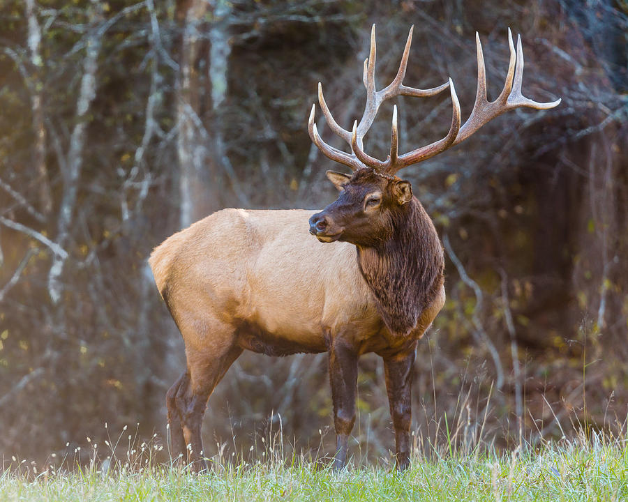 Smoky Mountain Elk II North Carolina's Cataloochee Valley Wildlife