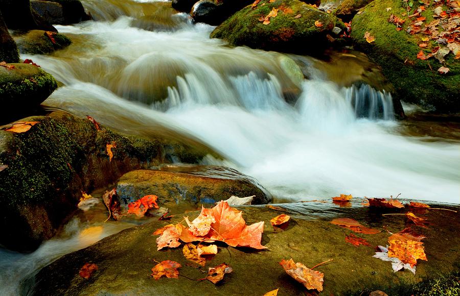 Smoky Mountain Fall Leaves Photograph by Carol Montoya