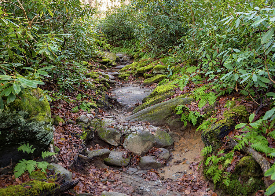 Smoky Mountain Hike  Photograph by Tim Fitzwater