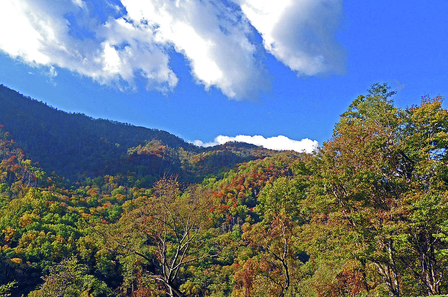 Tree Photograph - Smoky Mountain Scenery 5 by Marian Bell