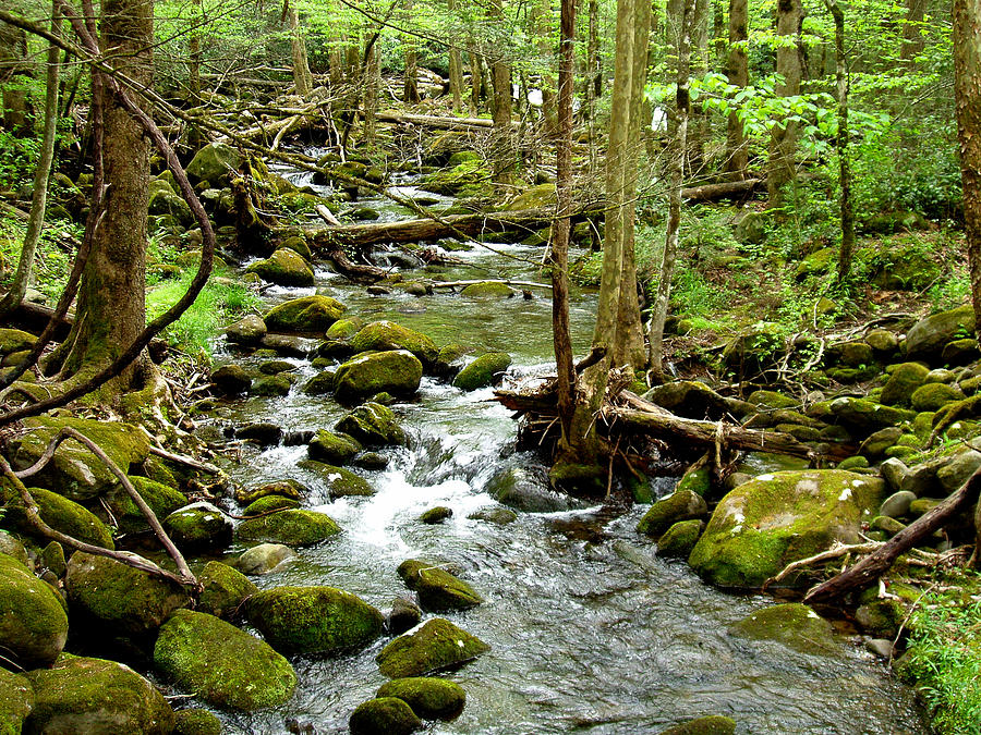 Smoky Mountain Stream 1 Photograph by Nancy Mueller