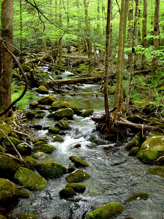 Smoky Mountain Stream 2 Photograph by Nancy Mueller