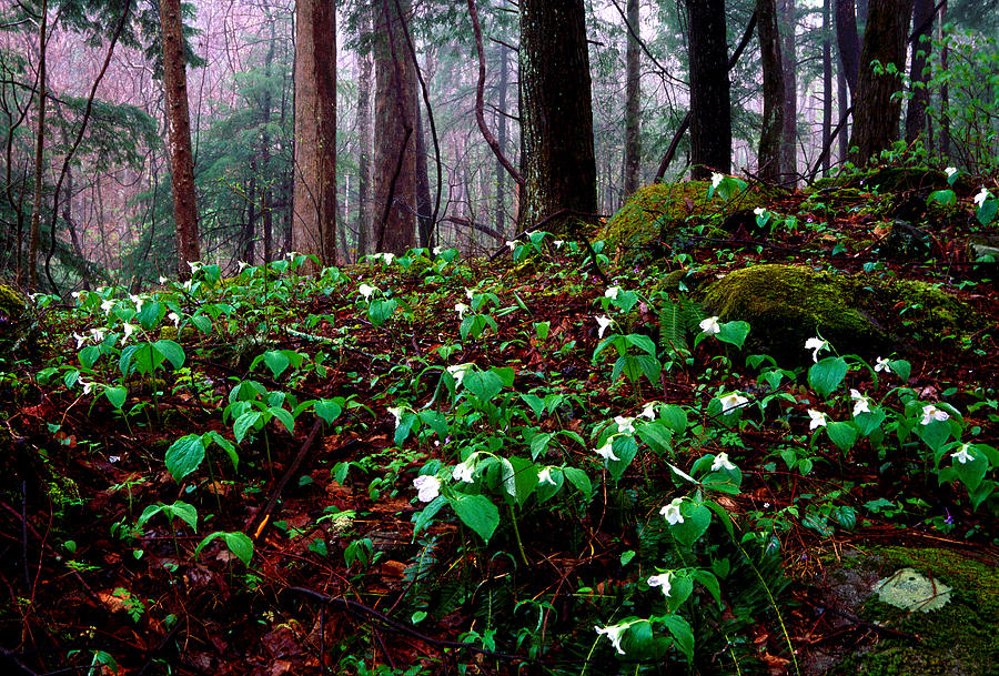Smoky Mountain Wildflowers Photograph by Eric Foltz
