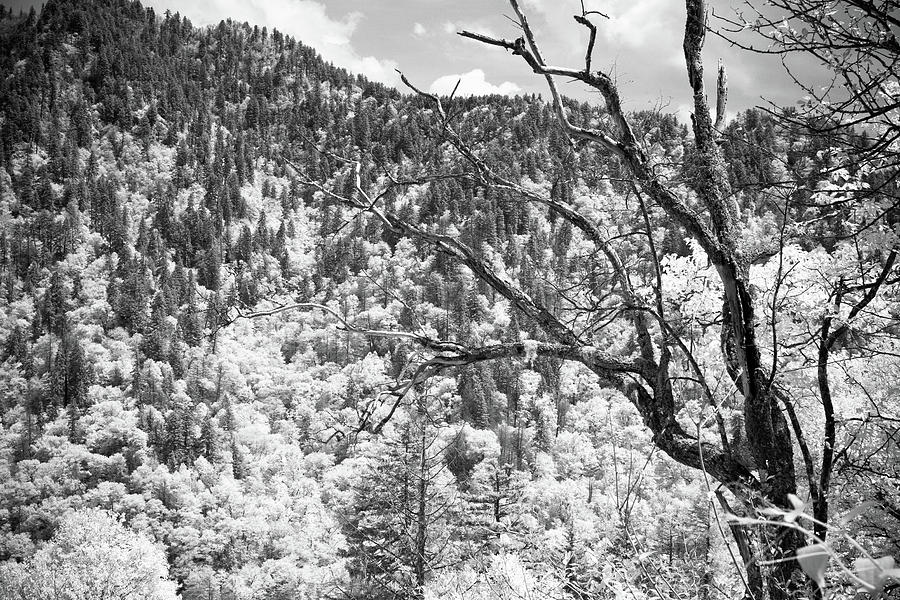 Smoky Mountains Photograph - Smoky Mountains 6 by Paul Bartoszek