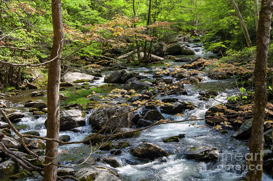 Smoky Mountains Stream Photograph by Bob Phillips