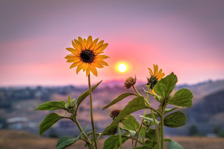 Smoky Summer Flower Photograph by Brad Stinson