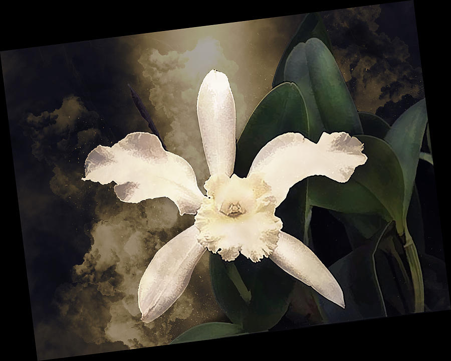Nature Painting - Smoky White Cattleya Orchid with Dark Green Leaves by Elaine Plesser