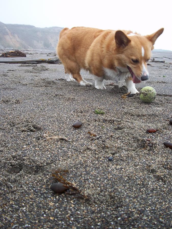Landscape Photograph - Smollzy Fetch by Sarah Anderson Landscape Photograph - Smollzy Fetch by Sarah Anderson