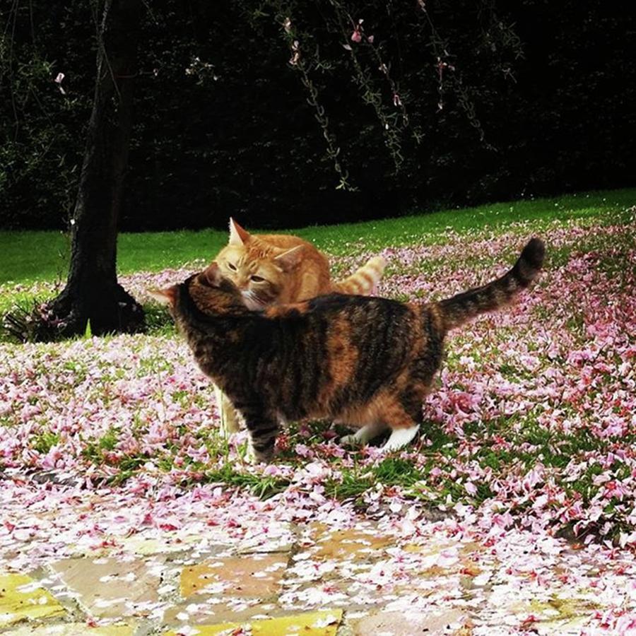 Cat Photograph - Cherry Blossom Kiss by Rowena Tutty