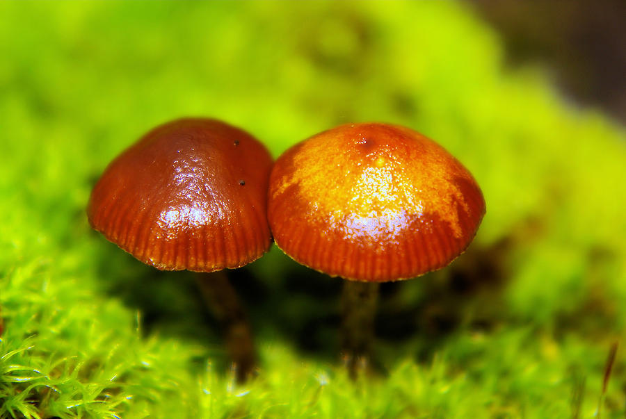 Smooching Mushrooms Photograph