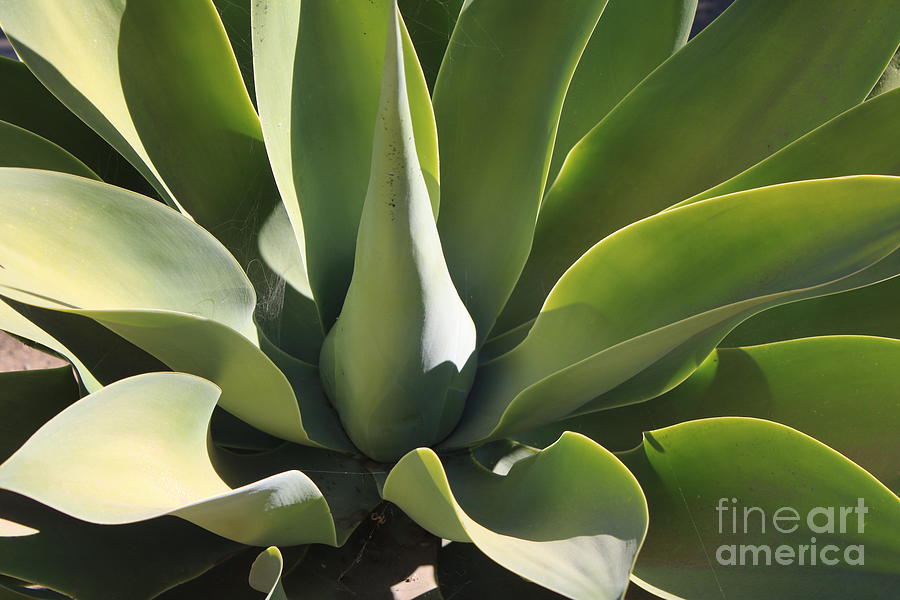 Smooth Agave Photograph by Carol Groenen