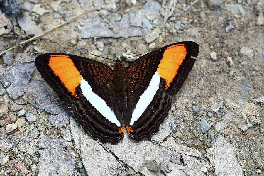 Smooth-banded Sister butterfly Adelpha cytherea Photograph by James Brunker