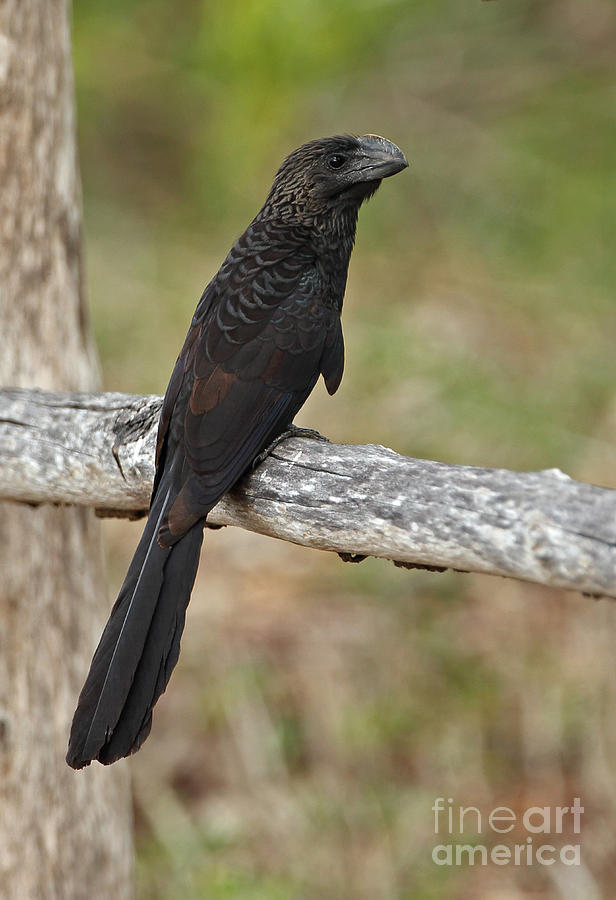 Smooth-billed Ani Photograph by Neil Bowman/FLPA